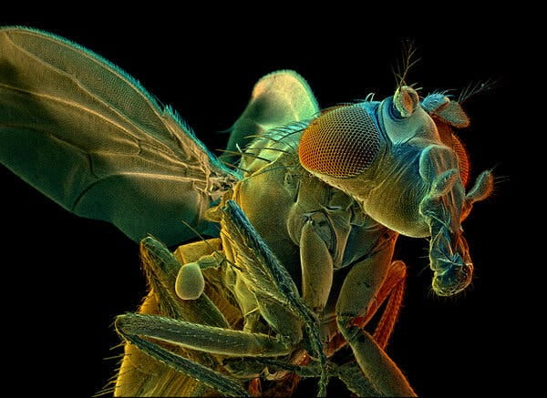 Color-enhanced scanning electron micrograph of Drosophila melanogaster, the common fruit fly. For years, scientists have been mapping the fly&rsquo;s neurons and synapses in an effort to create a comprehensive wiring diagram, or connectome, of its brain.
