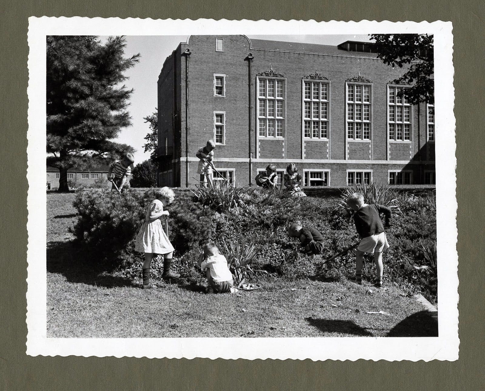 Students working in the garden on the southwest side of Stephens Hall, circa 1940s 
