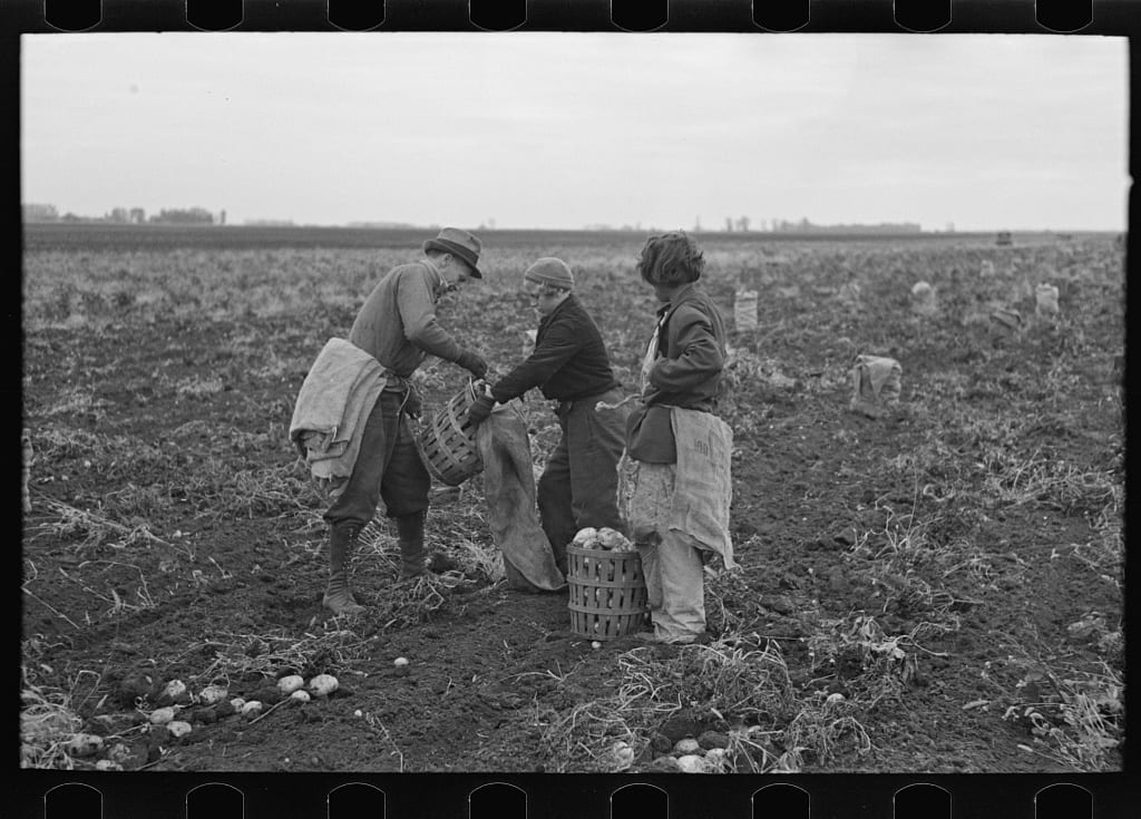 Not sure what a bushel is? Here is a photo from the Library of Congress from 1937 -- these folks are using bushel baskets to harvest potatoes. Each basket earned them three cents.